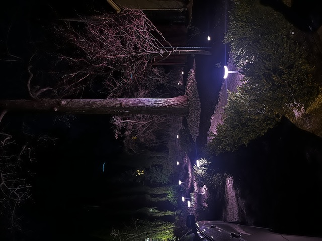 Tree uplighting