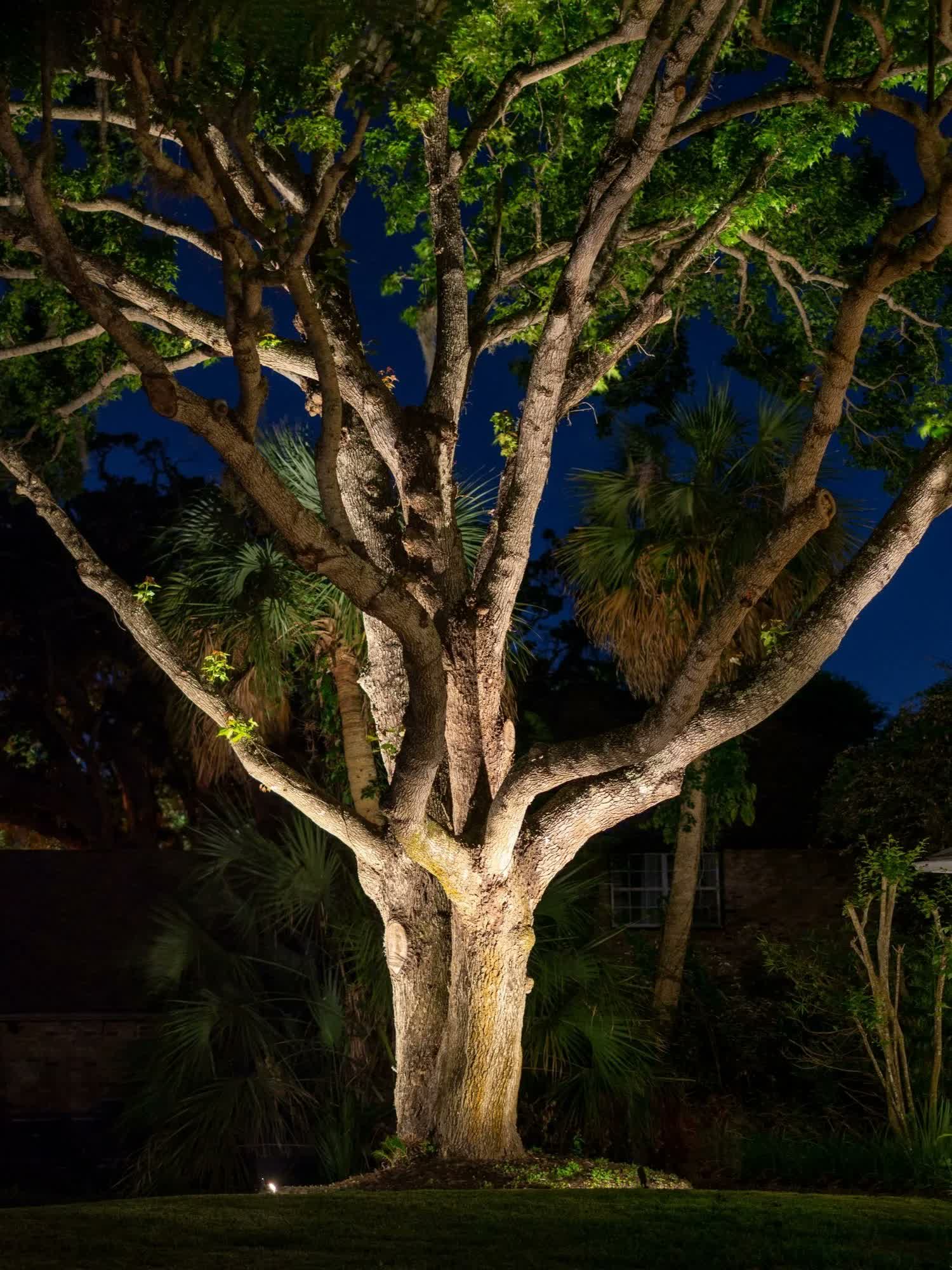 Tree uplighting